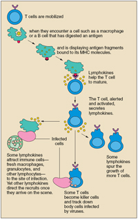 T cells are mobilized when they encounter a cell such as a macrophage or a B cell that has digested an antigen and is displaying antigen fragments bound to its MHC molecules. Lymphokines help the T cell to mature. The T cell, alerted and activated, secretes lymphokines. Some lymphokines attract immune cells—fresh macrophages, granulocytes, and other lymphocytes—to the site of infection. Yet other lymphokines direct the recruits once they arrive on the scene. Some lymphokines spur the growth of more T cells. Some T cells become killer cells and track down body cells infected by viruses.