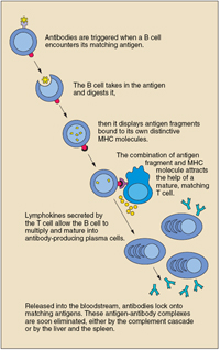 Antibodies are triggered when a B cell encounters its matching antigen; the B cell takes in the antigen and digests it; then it displays antigen fragments bound to its own distinctive MHC molecules. The combination of antigen fragment and MHC molecule attracts the help of a mature, matching T cell. Lymphokines secreted by the T cell allow the B cell to multiply and mature into antibody-producing plasma cells. Released into the bloodstream, antibodies lock onto matching antigens. These antigen-antibody complexes are soon eliminated, either by the complement cascade or by the liver and the spleen.