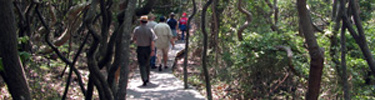 Ranger and other people walking along boardwalk trail flanked by the twisted trunks of shadblow and other maritime forest trees.