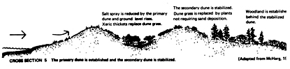 Diagram of barrier island cross section.