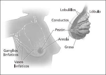 Estos grabados muestran las partes del seno y los ganglios y vasos linfáticos cerca del seno.