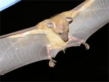 Fruit bat in flight