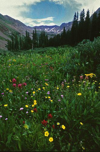 Lower Columbus Basin, La Plata Canyon, Columbine Ranger District. Photo by Tom Harris