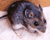 Deer Mouse