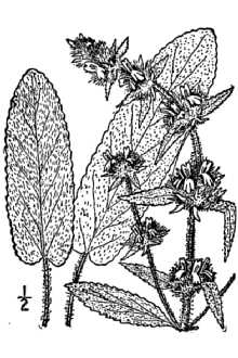 Line Drawing of Stachys germanica L.