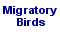 Migratory Birds Button