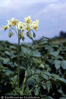 Photo of Solanum tuberosum L.