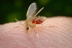 A sandfly sitting on a human finger