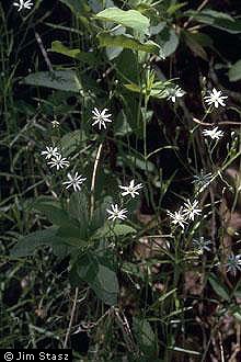 Photo of Stellaria graminea L.