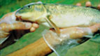 Photograph of white sucker (typical omnivore species present in the Colorado Plateau province).