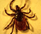 Western Blacklegged tick