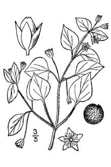 Line Drawing of Stellaria media (L.) Vill. ssp. media