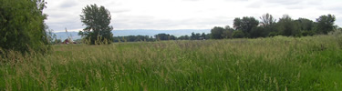 field of reed canarygrass