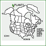 Distribution of Solanum scabrum Mill.. . 