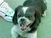 Happy dog ready for a walk.