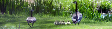 Goose family: 2 parents and 5 goslings