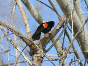 Male red-winged blackbird sitting in tree. Red epaulet clearly visible.