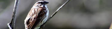 sparrow singing