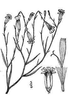 Line Drawing of Lygodesmia juncea (Pursh) D. Don ex Hook.