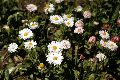 View a larger version of this image and Profile page for Bellis perennis L.