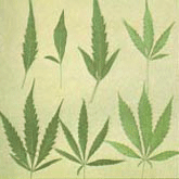 Marihuana leaves