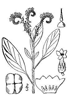 Line Drawing of Heliotropium europaeum L.