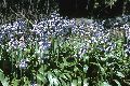 View a larger version of this image and Profile page for Hyacinthoides hispanica (Mill.) Rothm.