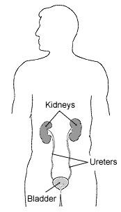Image of the parts of the urinary tract, with labels pointing to the kidneys, ureters, and bladder.