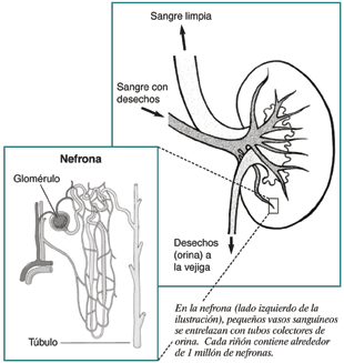 La ilustración de un riñon y una ampliación del nephron