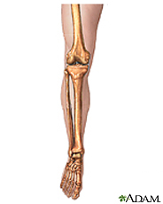 Ilustración de los huesos de la pierna