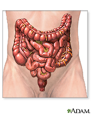 Ilustración del intestino grueso, el intestino delgado y el recto