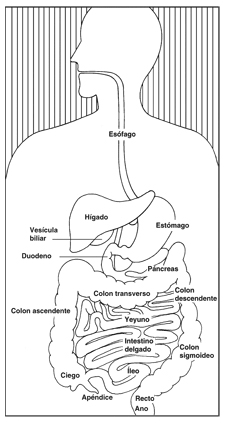Ilustración del aparato digestivo con las siguientes secciones enumeradas: esófago, estómago, hígado, vesícula biliar, duodeno, páncreas, yeyuno, intestino delgado, íleo, apéndice, ciego, colon ascendente, colon transverso, colon descendente, colon sigmoideo, recto y ano.