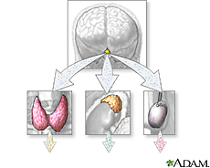 Ilustración de producción hormonal de las glándulas endocrinas