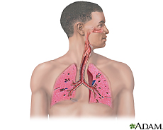 Ilustración del sistema respiratorio
