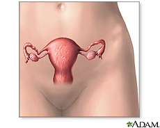 Ilustración del sistema reproductor femenino