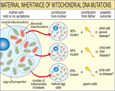 Maternal Inheritance of Mitochondrial DNA Mutations