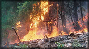 [PHOTO: Wildland Fire - Welcome to Prescott National Forest Fire and Aviation Information!]