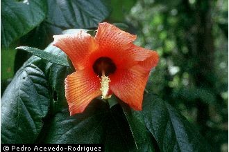 Photo of Hibiscus elatus Sw.