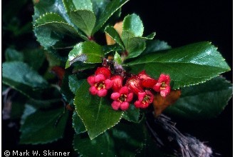 Photo of Escallonia rubra (Ruiz & Pav.) Pers.