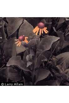 Photo of Rudbeckia grandiflora (D. Don) J.F. Gmel. ex DC.