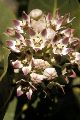 View a larger version of this image and Profile page for Calotropis procera (Aiton) W.T. Aiton