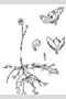 View a larger version of this image and Profile page for Utricularia gibba L.