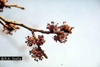 Photo of Ulmus procera Salisb.