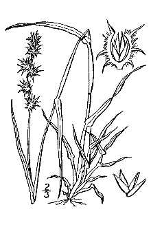 Line Drawing of Cenchrus longispinus (Hack.) Fernald