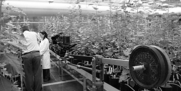 The Plant Systems Biology group’s Alina Campbell demonstrates work in the greenhouse, filmed by a counterweighted camera. 