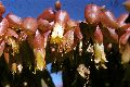 View a larger version of this image and Profile page for Kalanchoe blossfeldiana Poelln.