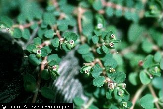 Photo of Chamaesyce serpens (Kunth) Small