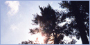 View of the sky through hemlock treetops