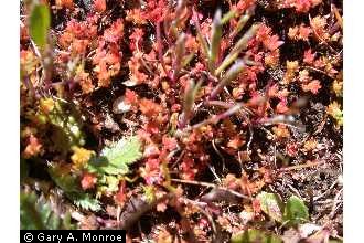 Photo of Crassula tillaea Lester-Garland