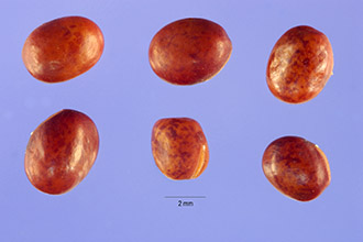 Photo of Lathyrus pratensis L.